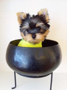 จำหน่าย และ เพาะพันธุ์ สุนัข พันธุ์ Yorkshire Terrier ไซร์เล็ก