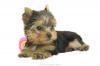 จำหน่าย และ เพาะพันธุ์ สุนัข พันธุ์ Yorkshire Terrier ไซร์เล็ก